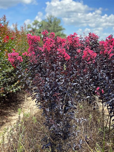 Seasonal Changes: Understanding How Midnight Magic3 Crapemyrtle Adapts to Climate